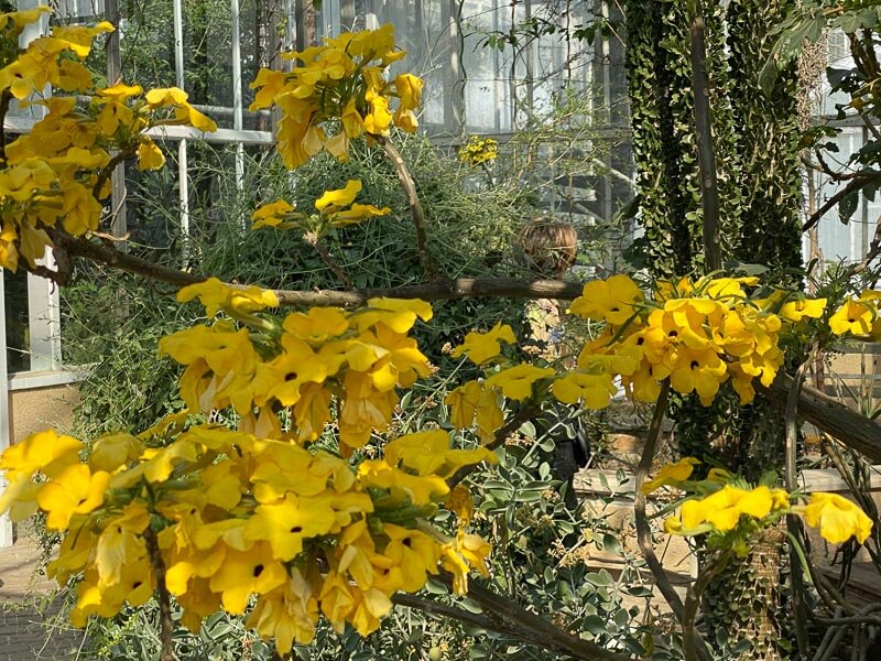 Uncarina cf. decaryi au printemps dans le Jardin botanique de Meise, Belgique