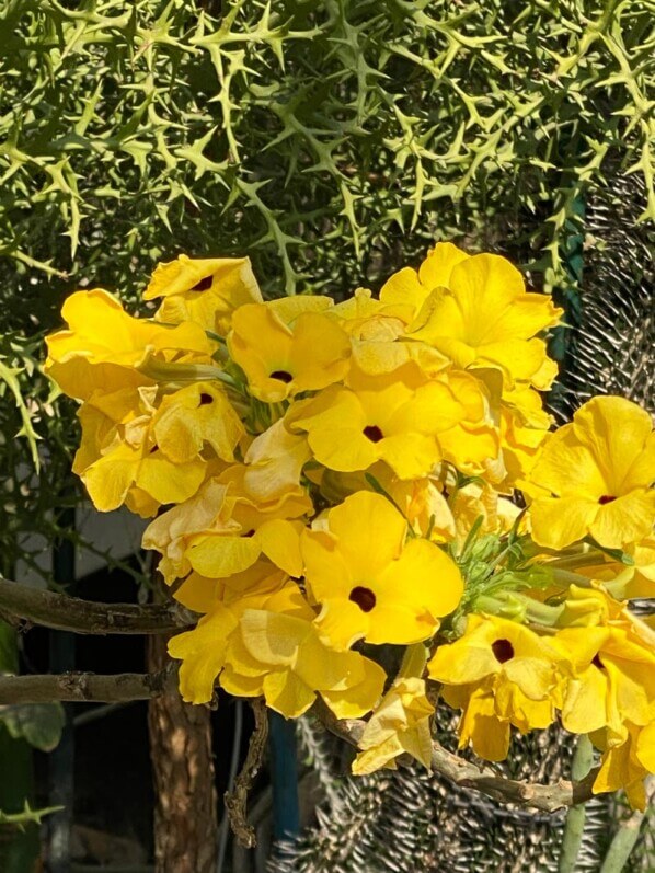 Uncarina cf. decaryi au printemps dans le Jardin botanique de Meise, Belgique