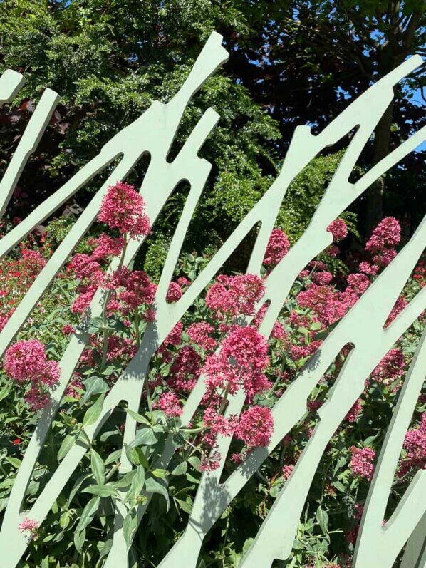 Valérianes des jardins, Centranthus ruber, clôture, Jardin Nelson Mandela, Paris 1er (75)