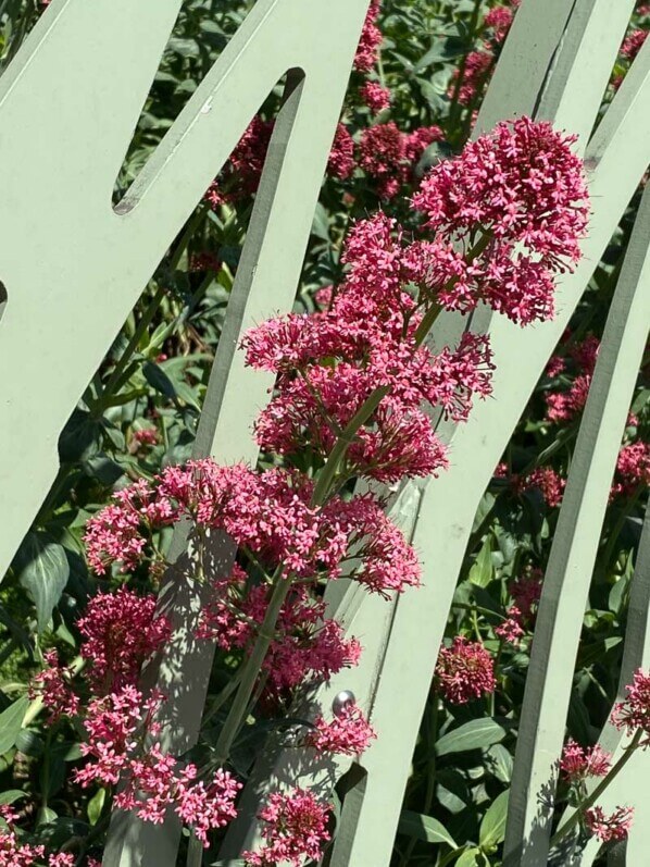 Valérianes des jardins, Centranthus ruber, clôture, Jardin Nelson Mandela, Paris 1er (75)