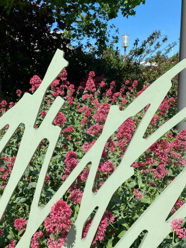 Valérianes des jardins, Centranthus ruber, clôture, Jardin Nelson Mandela, Paris 1er (75)