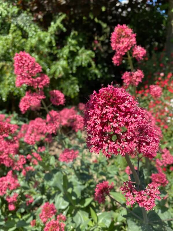 Valérianes des jardins, Centranthus ruber, clôture, Jardin Nelson Mandela, Paris 1er (75)