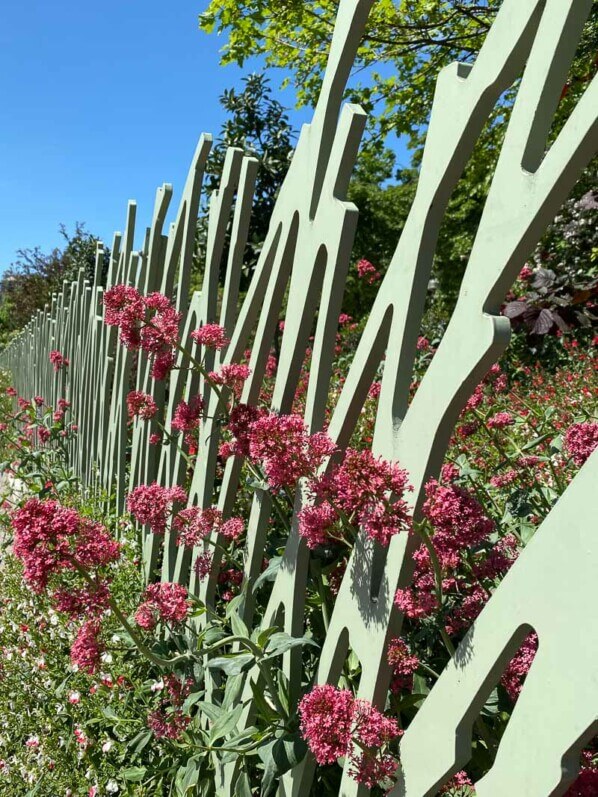 Valérianes des jardins, Centranthus ruber, clôture, Jardin Nelson Mandela, Paris 1er (75)