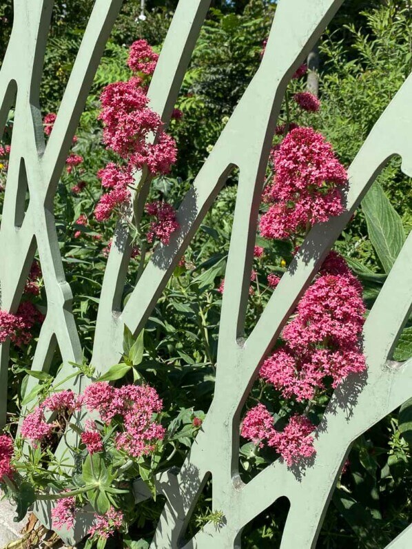 Valérianes des jardins, Centranthus ruber, clôture, Jardin Nelson Mandela, Paris 1er (75)