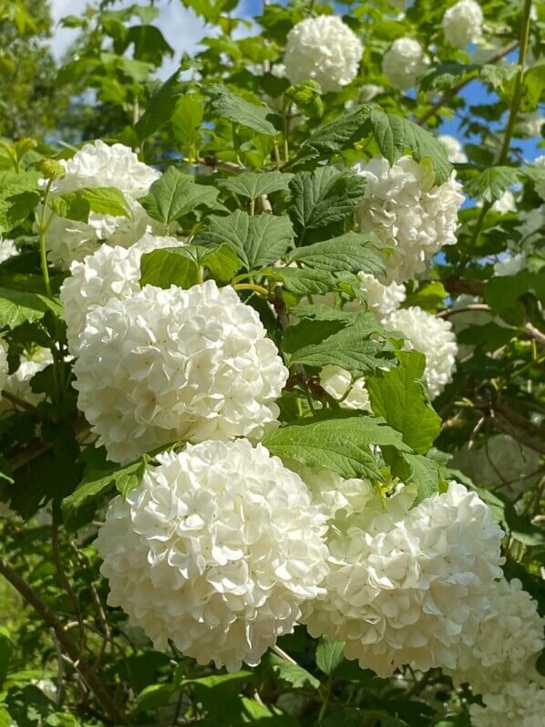 Viorne boule de neige, Viburnum opulus 'Roseum', Festival international des jardins, Chaumont-sur-Loire (41)