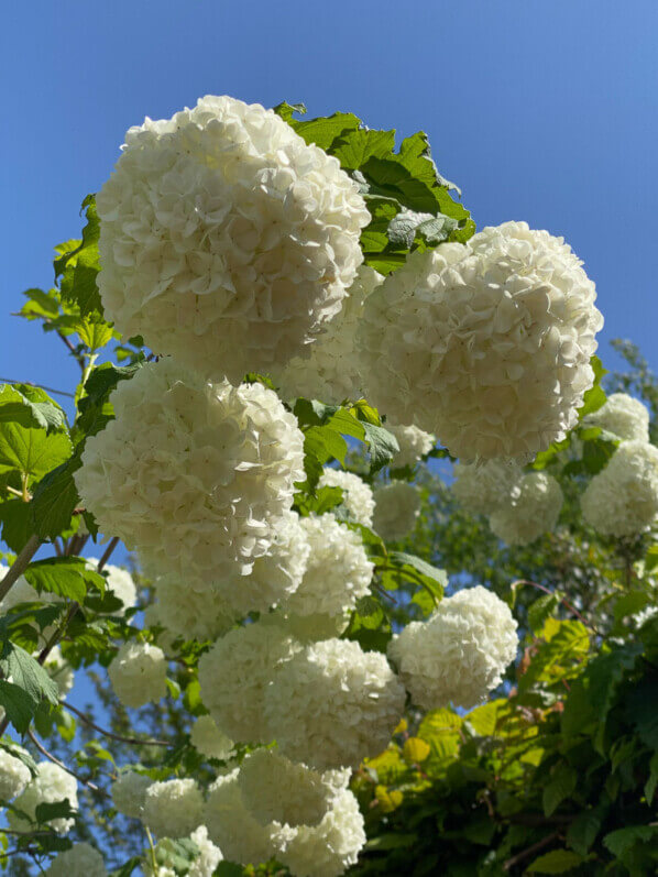 Viorne boule de neige, Viburnum opulus 'Roseum', Festival international des jardins, Chaumont-sur-Loire (41)