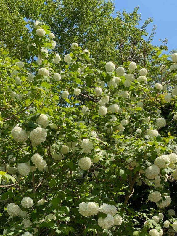Viorne boule de neige, Viburnum opulus 'Roseum', Festival international des jardins, Chaumont-sur-Loire (41)