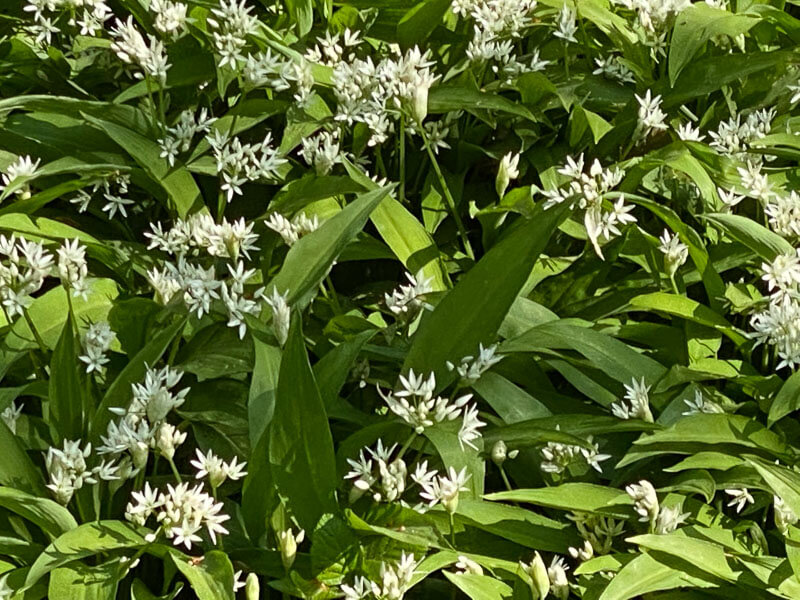 Ail des ours au printemps dans le Jardin botanique de Meise, Belgique