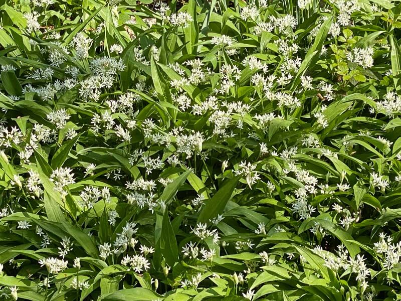 Ail des ours au printemps dans le Jardin botanique de Meise, Belgique