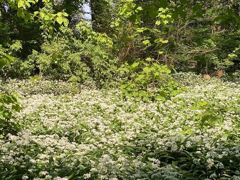 Ail des ours au printemps dans le Jardin botanique de Meise, Belgique