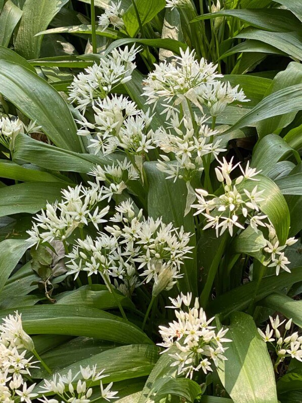 Ail des ours au printemps dans le Jardin botanique de Meise, Belgique