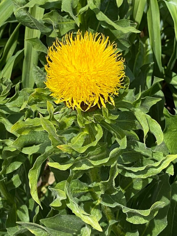 Lire la suite à propos de l’article Centaurée à grosse tête (Centaurea macrocephala)