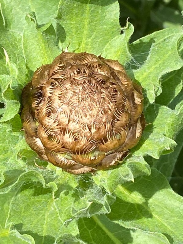 Centaurea macrocephala, Musée des Impressionnismes, Giverny (27)