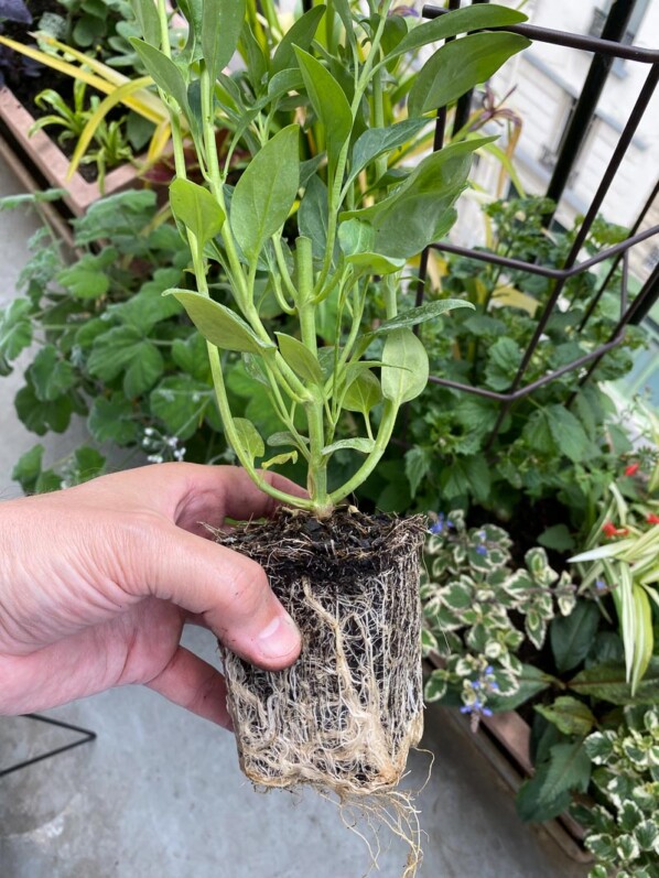 Jeune plant bien enraciné de muflier au printemps sur mon balcon parisien, Paris 19e (75)