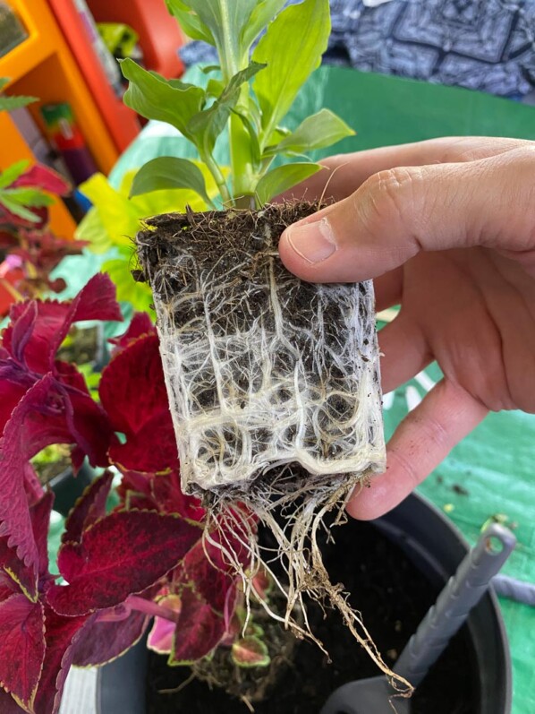 Jeune plant bien enraciné de Tinantia erecta au printemps sur mon balcon parisien, Paris 19e (75)