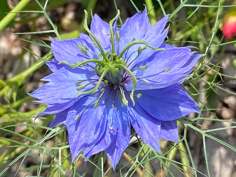 Nigelle de Damas, École du Breuil, Paris 12e (75)