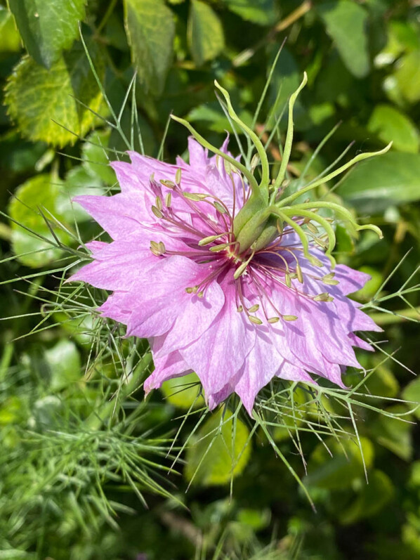 Nigelle de Damas, fleur annuelle, École du Breuil, Paris 12e (75)