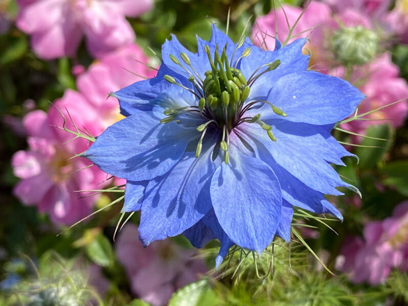 Nigelle de Damas et rosier, École du Breuil, Paris 12e (75)