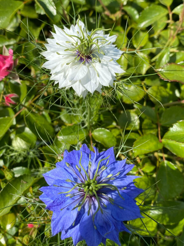 Nigelles de Damas, fleurs annuelles, École du Breuil, Paris 12e (75)