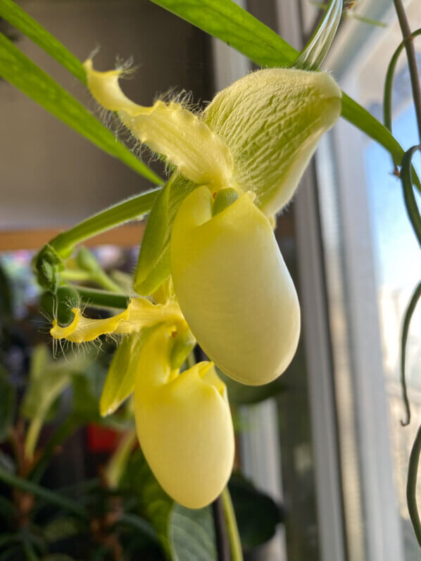 Fleurs du Paphiopedilum 'Pinocchio', orchidée, plante d'intérieur, Paris 19e (75)