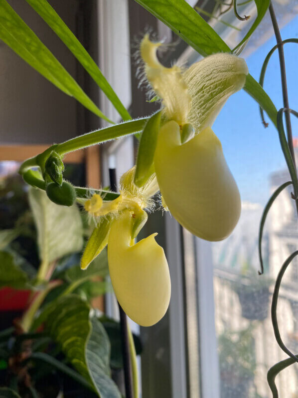 Fleurs du Paphiopedilum 'Pinocchio', orchidée, plante d'intérieur, Paris 19e (75)