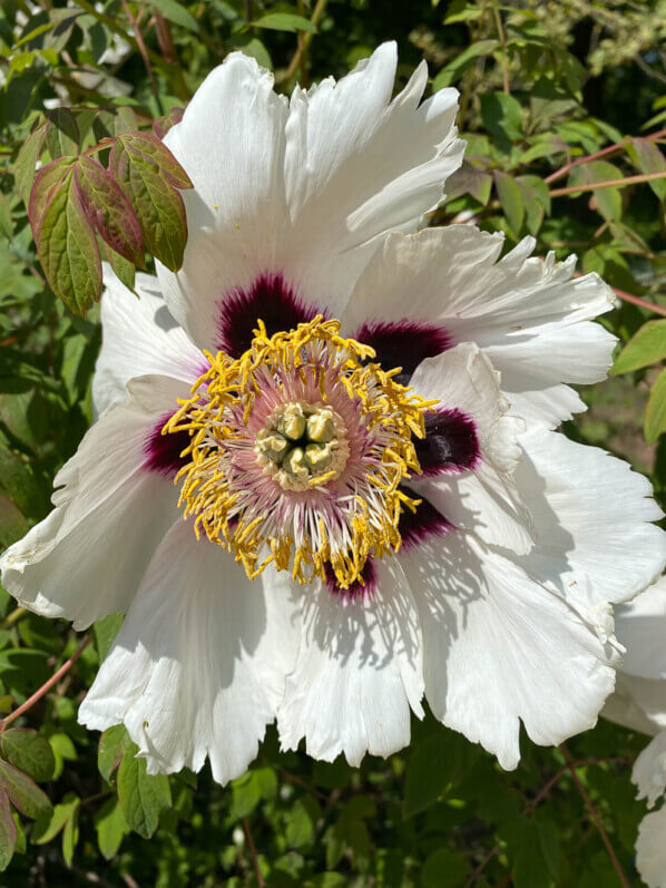 Paeonia Suffruticosa Grp. au printemps dans le Jardin botanique de Meise, Belgique