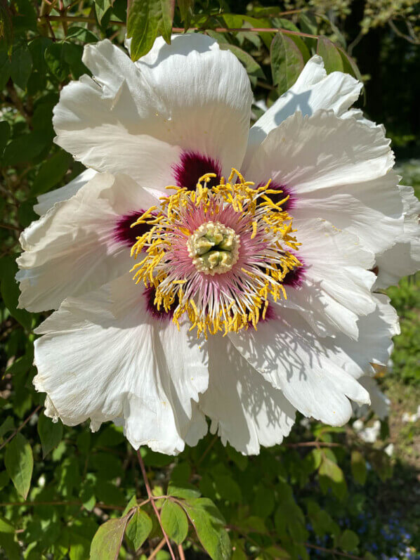 Paeonia Suffruticosa Grp. au printemps dans le Jardin botanique de Meise, Belgique