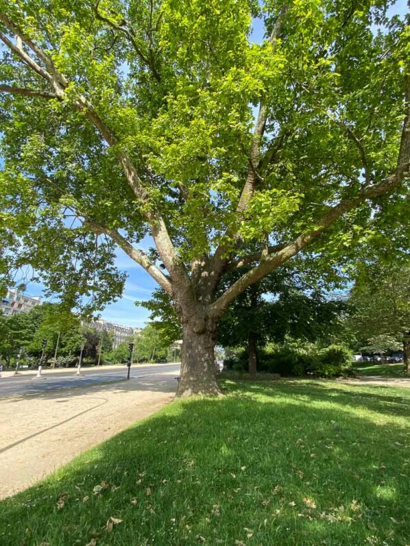 Platane commun planté en 1852, arbre remarquable, avenue Foche, Paris 16e (75)
