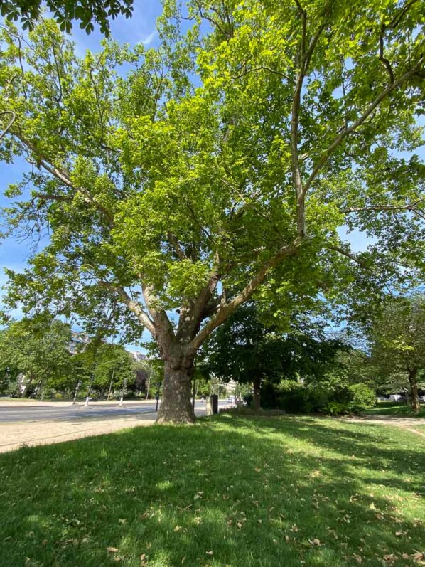 Platane commun planté en 1852, arbre remarquable, avenue Foche, Paris 16e (75)