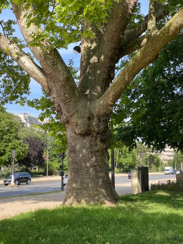 Platane commun planté en 1852, arbre remarquable, avenue Foche, Paris 16e (75)