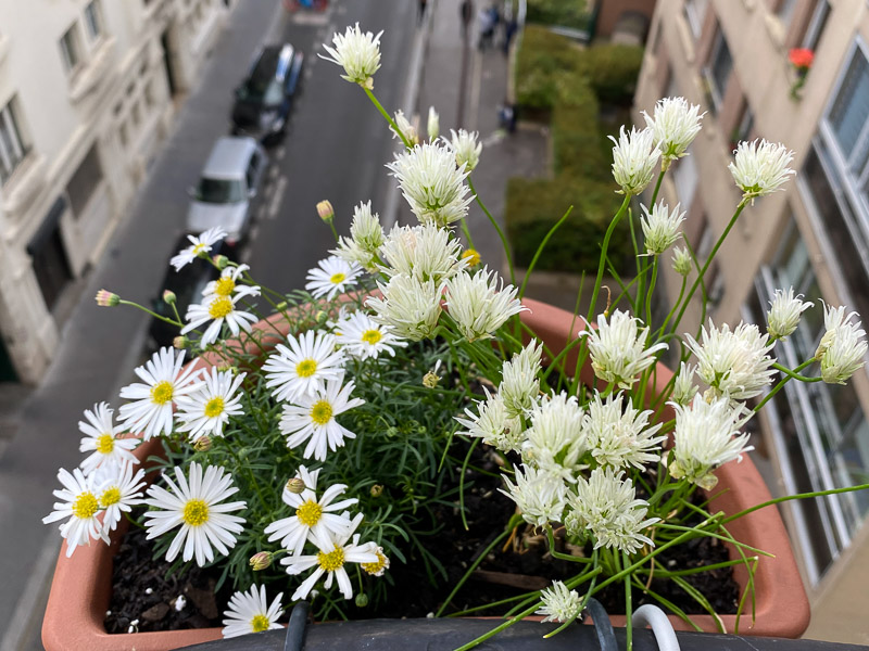 Suspension de brachycome et de ciboulette au printemps sur mon balcon parisien, Paris 19e (75)