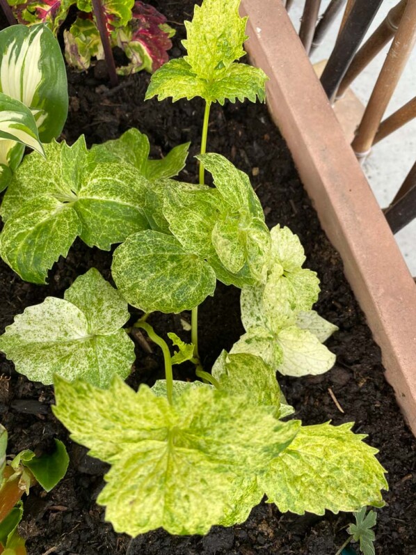 Valériane officinale panachée, Valeriana officinalis 'Variegata', au printemps sur mon balcon parisien, Paris 19e (75)