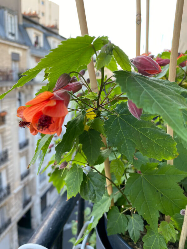 Abutilon en fleur sur mon balcon au printemps, Paris 19ème (75)