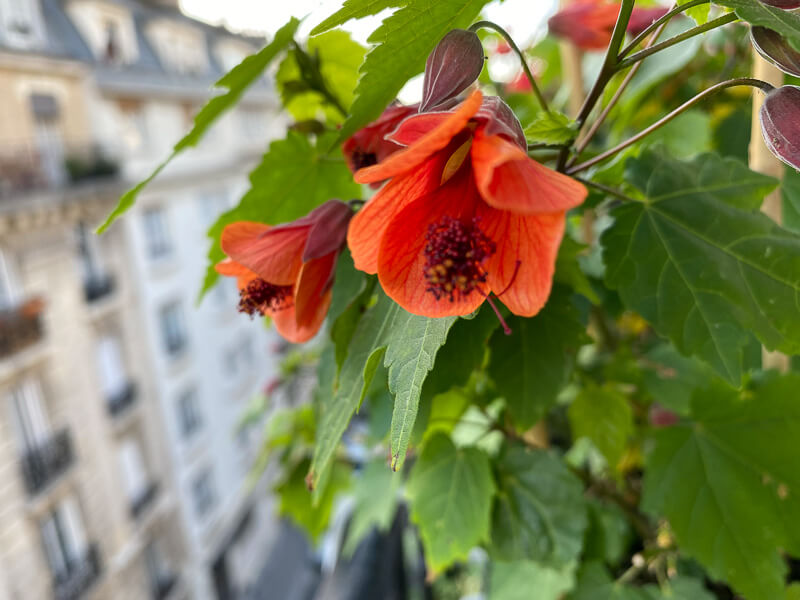 Abutilon en fleur sur mon balcon au printemps, Paris 19ème (75)