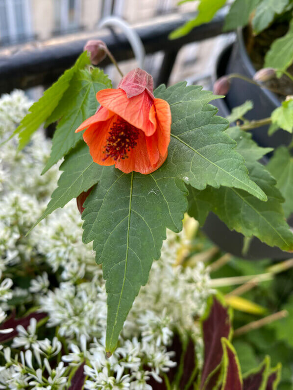 Abutilon en fleur sur mon balcon au printemps, Paris 19ème (75)