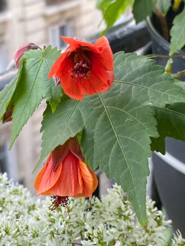 Abutilon en fleur sur mon balcon au printemps, Paris 19ème (75)