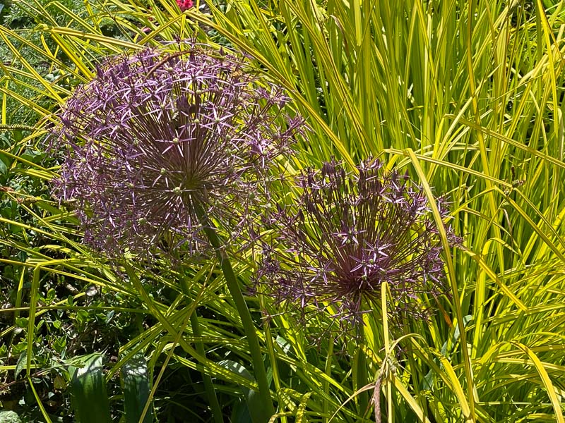 Ail d'ornement et Carex au printemps dans le parc de Bagatelle, Paris 16e (75)