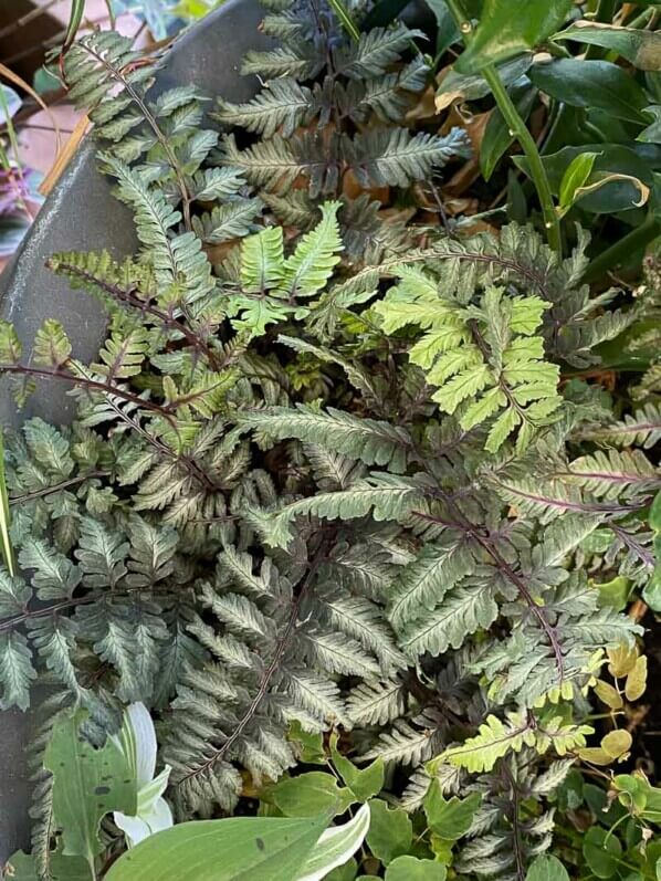 Lire la suite à propos de l’article Athyrium niponicum ‘Crested Surf’