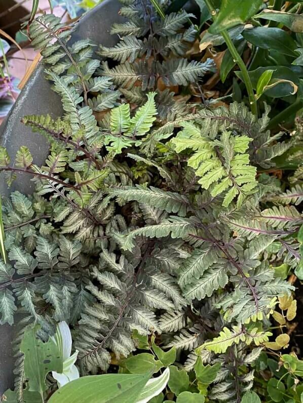 Fougère, Athyrium niponicum ‘Crested Surf’, au début de l'été sur mon balcon parisien, Paris 19ème (75)