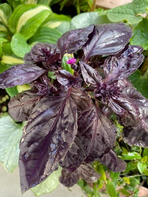 Basilic pourpre taillé au printemps sur mon balcon parisien, Paris 19e (75)