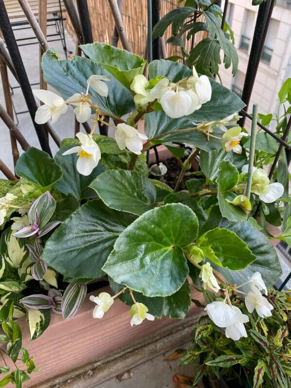 Begonia Big à fleurs blanches dans une jardinière sur mon balcon parisien, Paris 19ème (75)