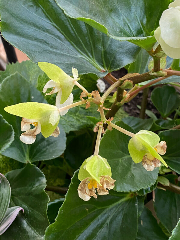 Fleurs fanées du Begonia Big White au printemps sur mon balcon parisien, Paris 19e (75)