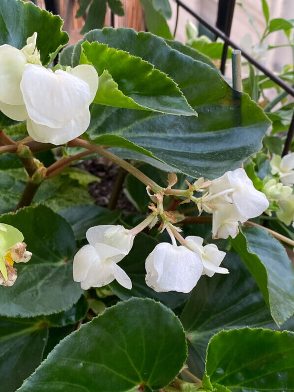 Fleurs du Begonia Big White au printemps sur mon balcon parisien, Paris 19e (75)