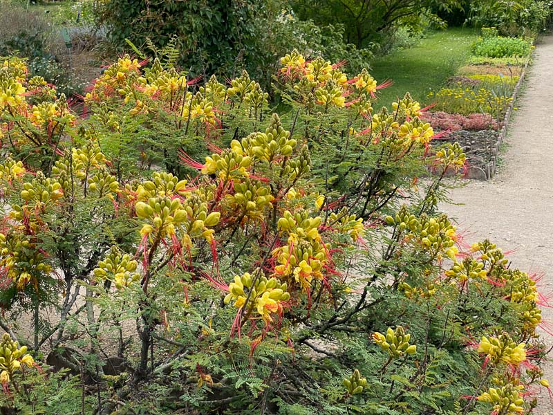 Petit flamboyant ou oiseau de paradis, Caesalpinia gilliesii, Jardin des Plantes, Paris 5ème (75)