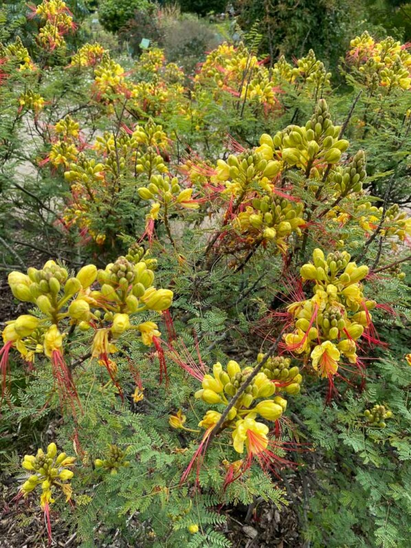 Petit flamboyant ou oiseau de paradis, Caesalpinia gilliesii, Jardin des Plantes, Paris 5ème (75)