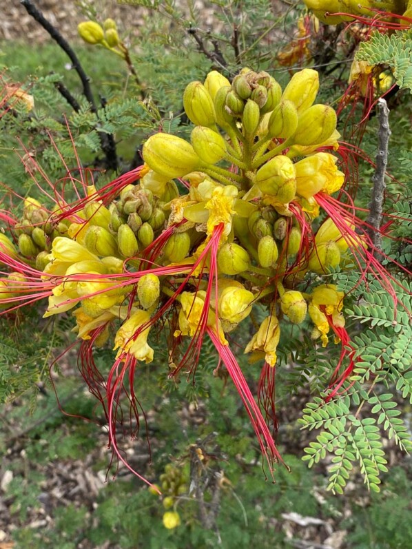 Petit flamboyant ou oiseau de paradis, Caesalpinia gilliesii, Jardin des Plantes, Paris 5ème (75)