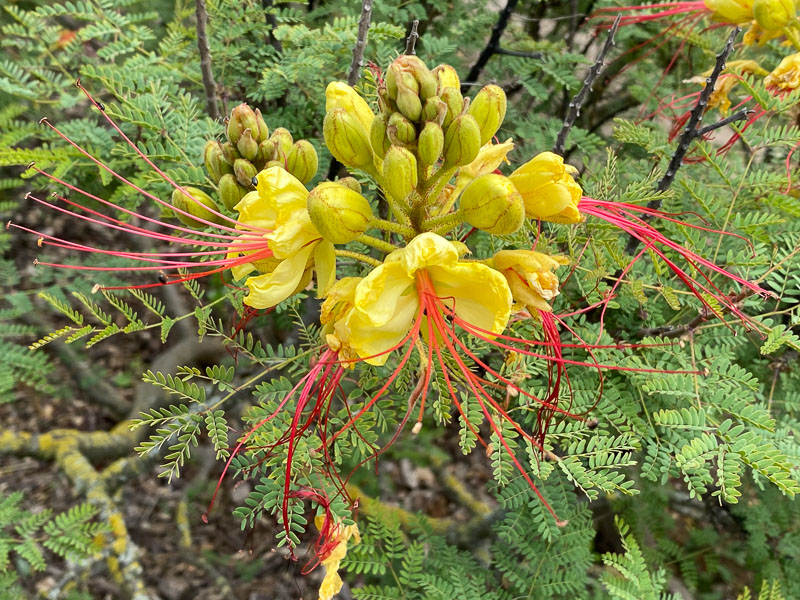Petit flamboyant ou oiseau de paradis, Caesalpinia gilliesii, Jardin des Plantes, Paris 5ème (75)
