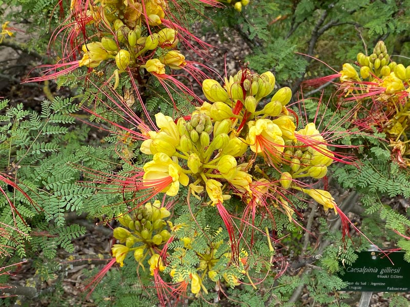 Petit flamboyant ou oiseau de paradis, Caesalpinia gilliesii, Jardin des Plantes, Paris 5ème (75)