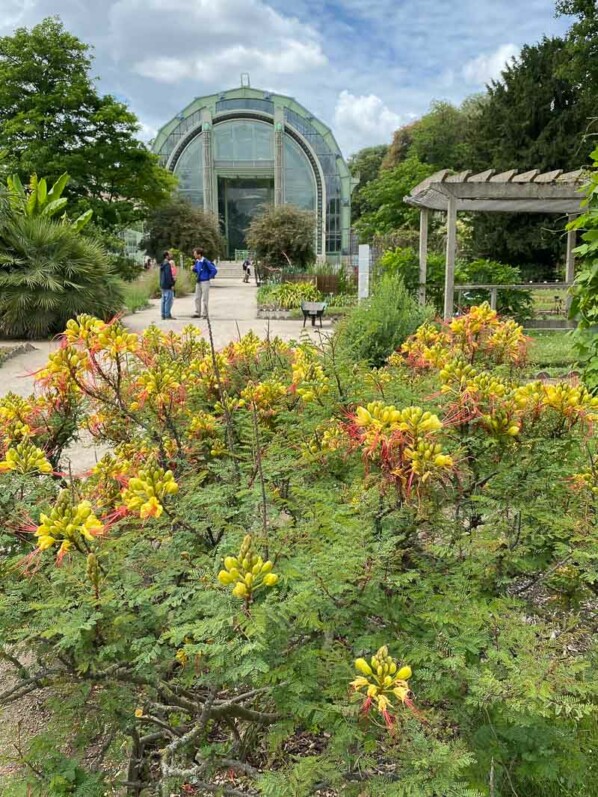 Petit flamboyant ou oiseau de paradis, Caesalpinia gilliesii, Jardin des Plantes, Paris 5ème (75)