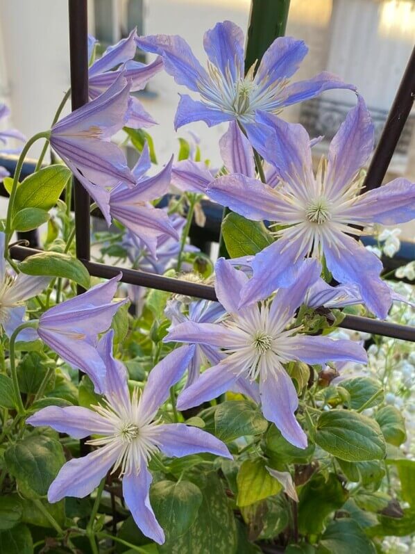 Clématite 'Blue River' en été sur mon balcon parisien, Paris 19e (75)